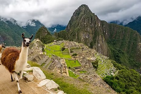A llama above the ruins of Machu Picchu